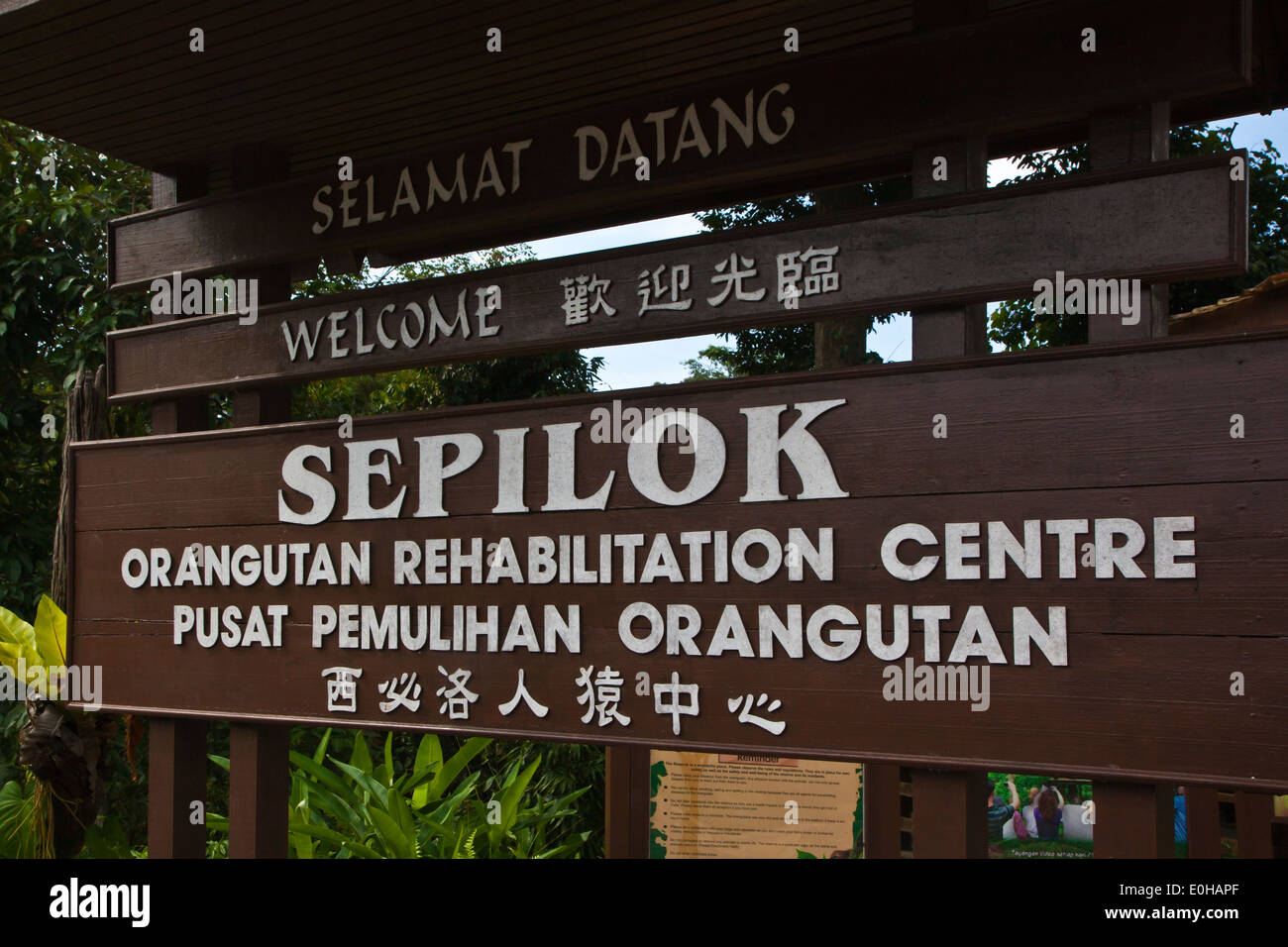 Das Sepilok Orang Utan Rehabilitation Center befindet sich außerhalb von Sandakan im Bundesstaat Sabah - MALAYSIA, BORNEO Stockfoto