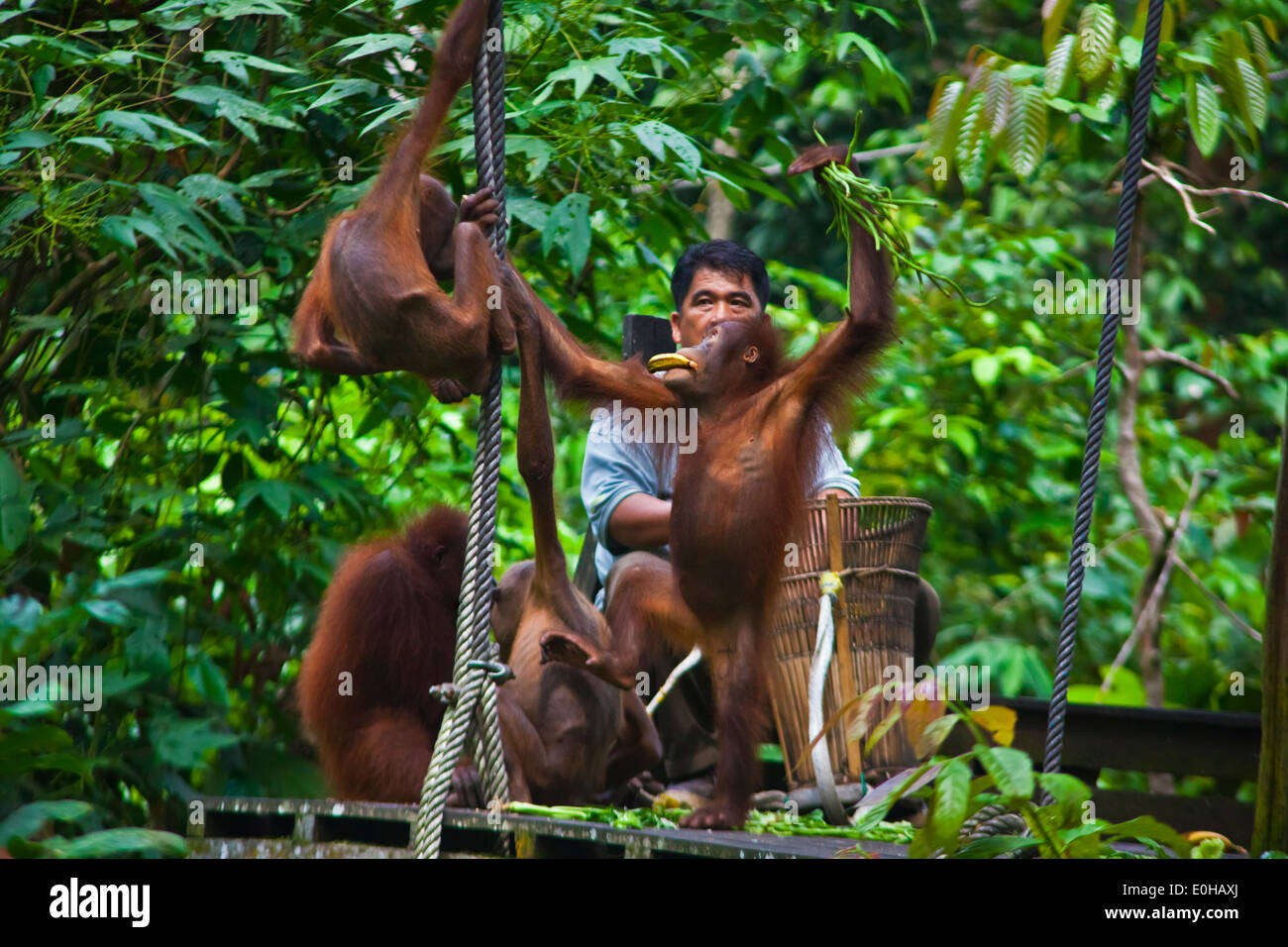 Orang-Utans sind an das Sepilok Orang Utan Rehabilitation Center in Kabili Sepilok Forest - BORNEO gefüttert. Stockfoto