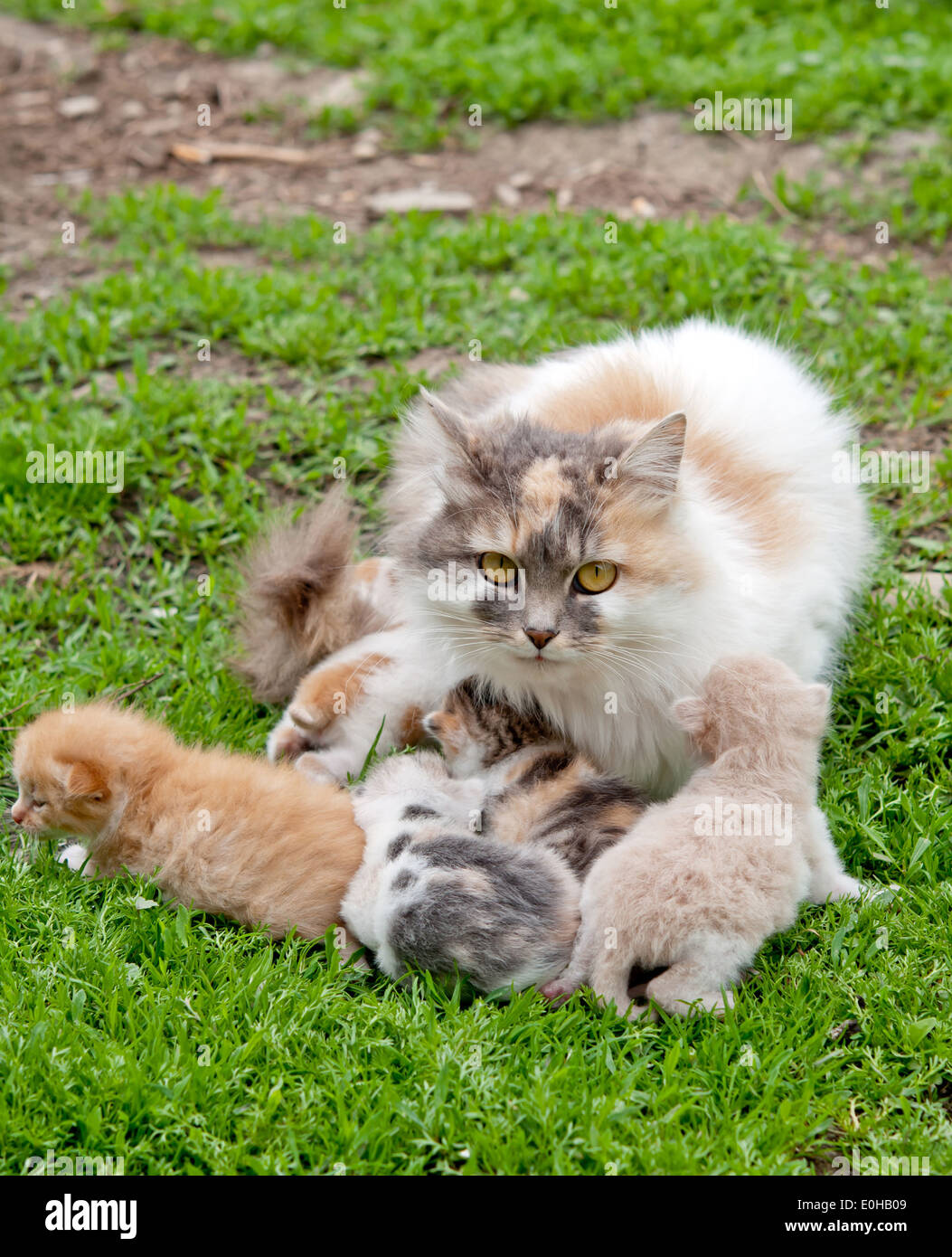 Katze und Kätzchen sitzen in der Wiese Stockfoto