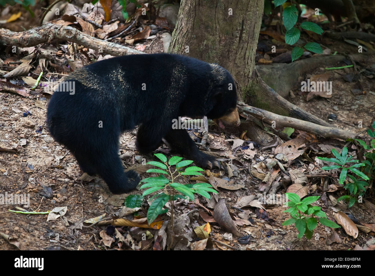Eine Sonne-Bär (Helarctos Malayanus) an die Bornean Sun Bear Conservation Center befindet sich in der Nähe von Sandakan in Sepilok - MALAYSIA, BORNEO Stockfoto