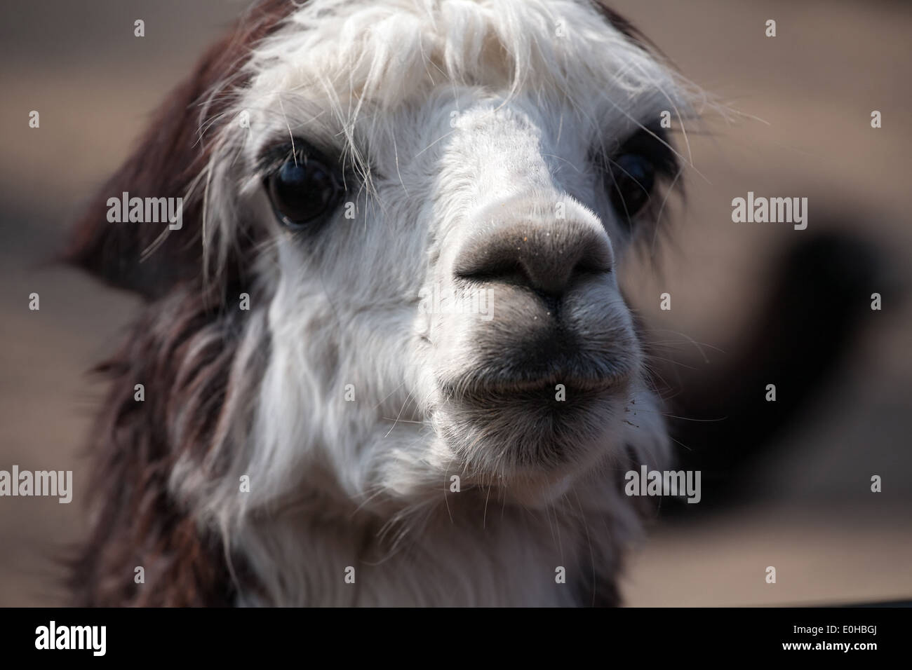 niedliche Lama Alpaka Tier Closeup Vorderansicht Schnauze Porträt Stockfoto