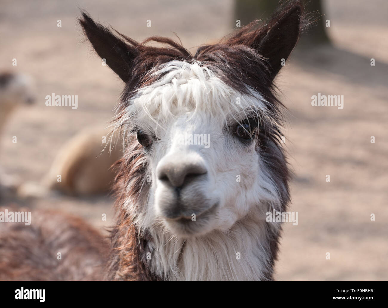 niedliche Lama Tier Closeup Portrait im Profil Stockfoto