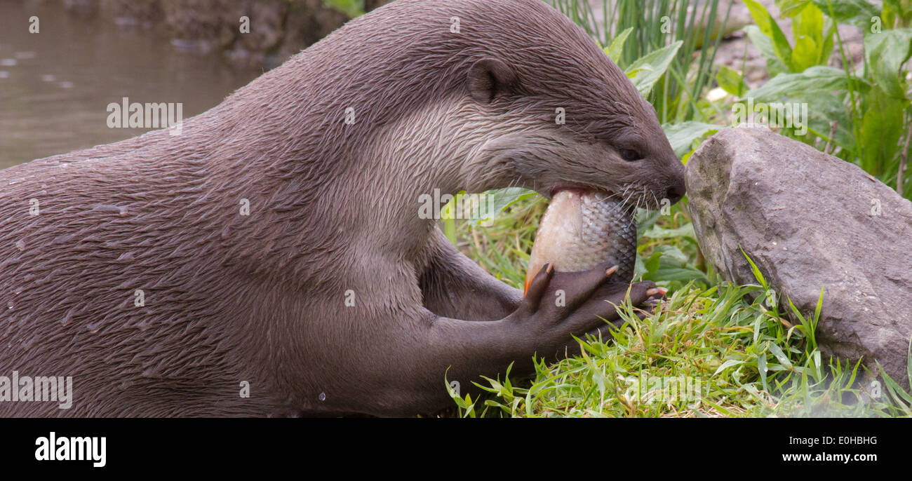 Verzehr von Fisch, lehnt sich an die Ufer des Flusses Otter Stockfoto