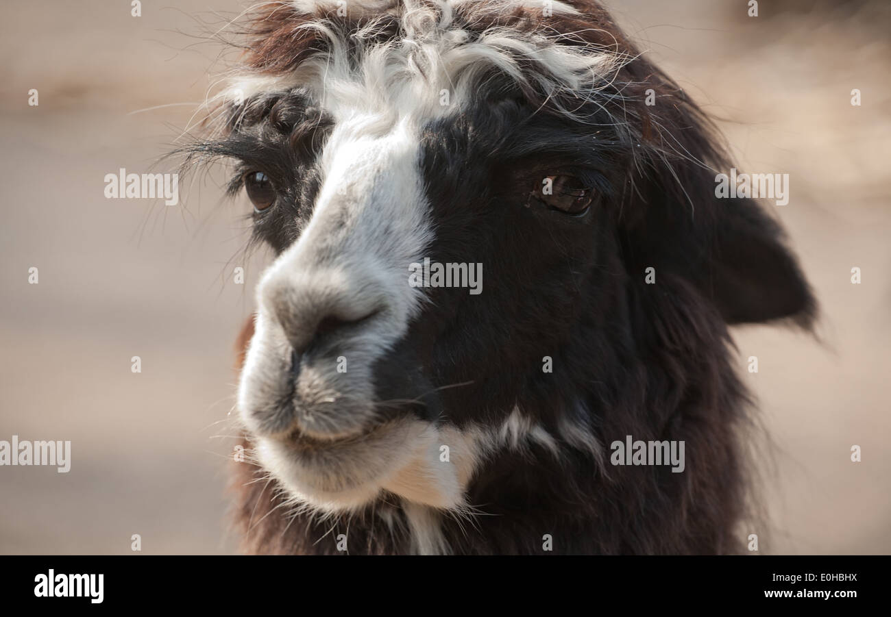 niedliche Lama Alpaka Tier Closeup Schnauze Porträt Stockfoto