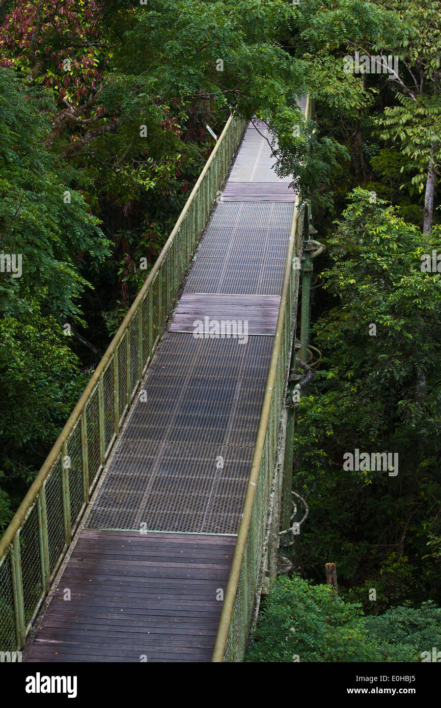 Die 90 Fuß hohen ÜBERDACHUNGGEHWEG im KABILI SEPILOK FOREST - BORNEO RAINFOREST DISCOVERY Center Stockfoto