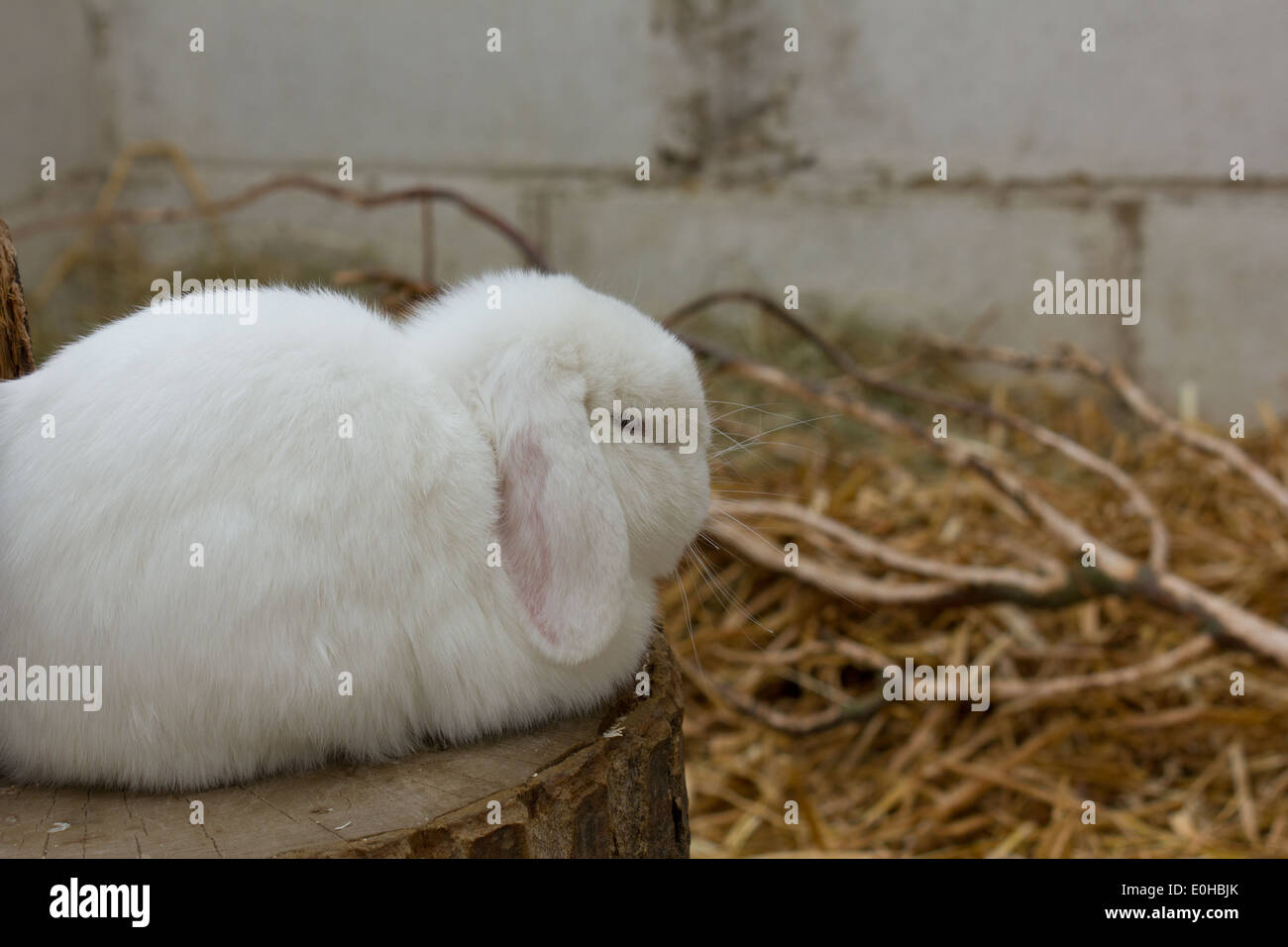 Weiße lop eared rabbit Stockfoto
