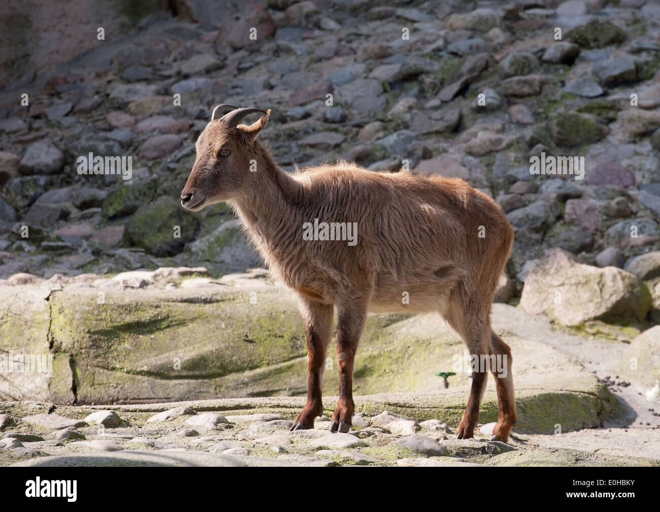 Full-length Nahaufnahme rote Ziege im Profil auf Steinen im freien Hintergrund Stockfoto
