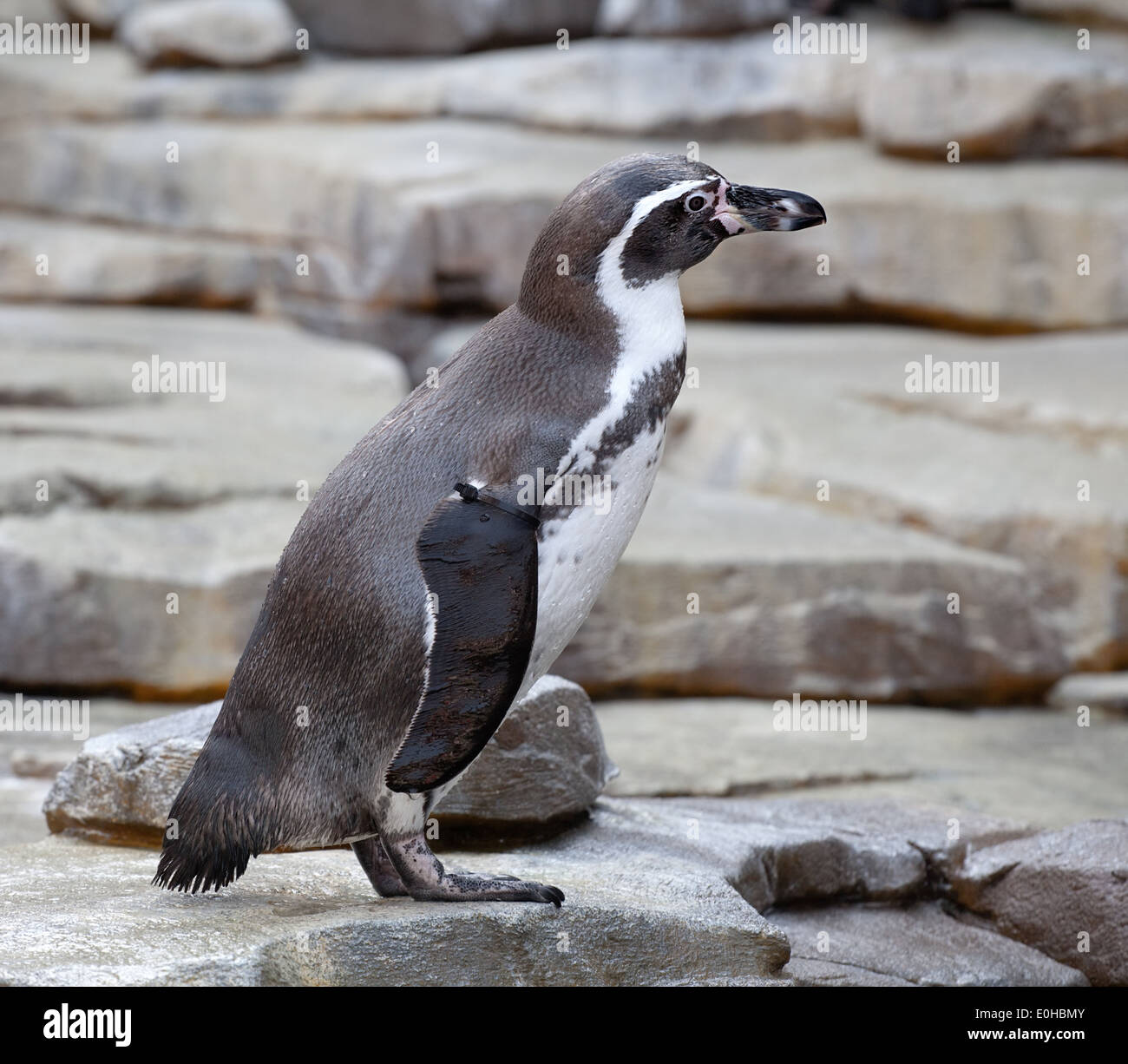 kleiner Pinguin mit geringelten Flügel Detailansicht auf Wasser-Hintergrund Stockfoto