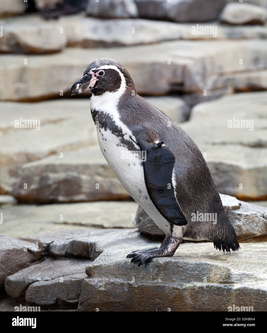 kleiner Pinguin mit geringelten Flügel stehen in voller Länge Nahaufnahme Seitenansicht auf Stein Felsen Hintergrund Stockfoto
