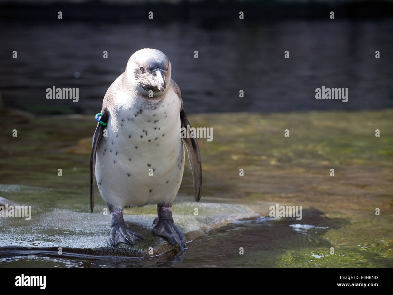 kleiner Pinguin mit geringelten Flügel Closeup Vorderansicht auf Wasser-Hintergrund Stockfoto