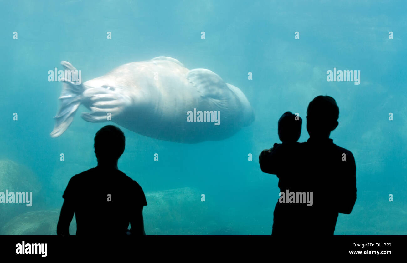 Ozeanarium blaues großes Glas mit Schwimmen, Walross und schwarze Menschen-Silhouetten Stockfoto