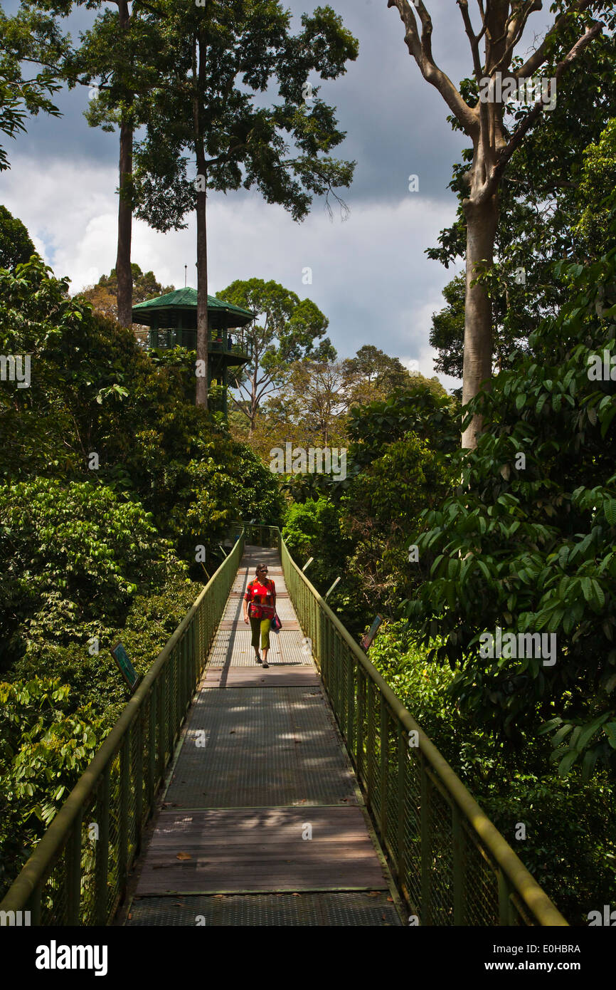Anzeigen von Türmen oben Fuß 90 hohe CANOPY WALKWAY im KABILI SEPILOK FOREST - BORNEO RAINFOREST DISCOVERY Center Stockfoto