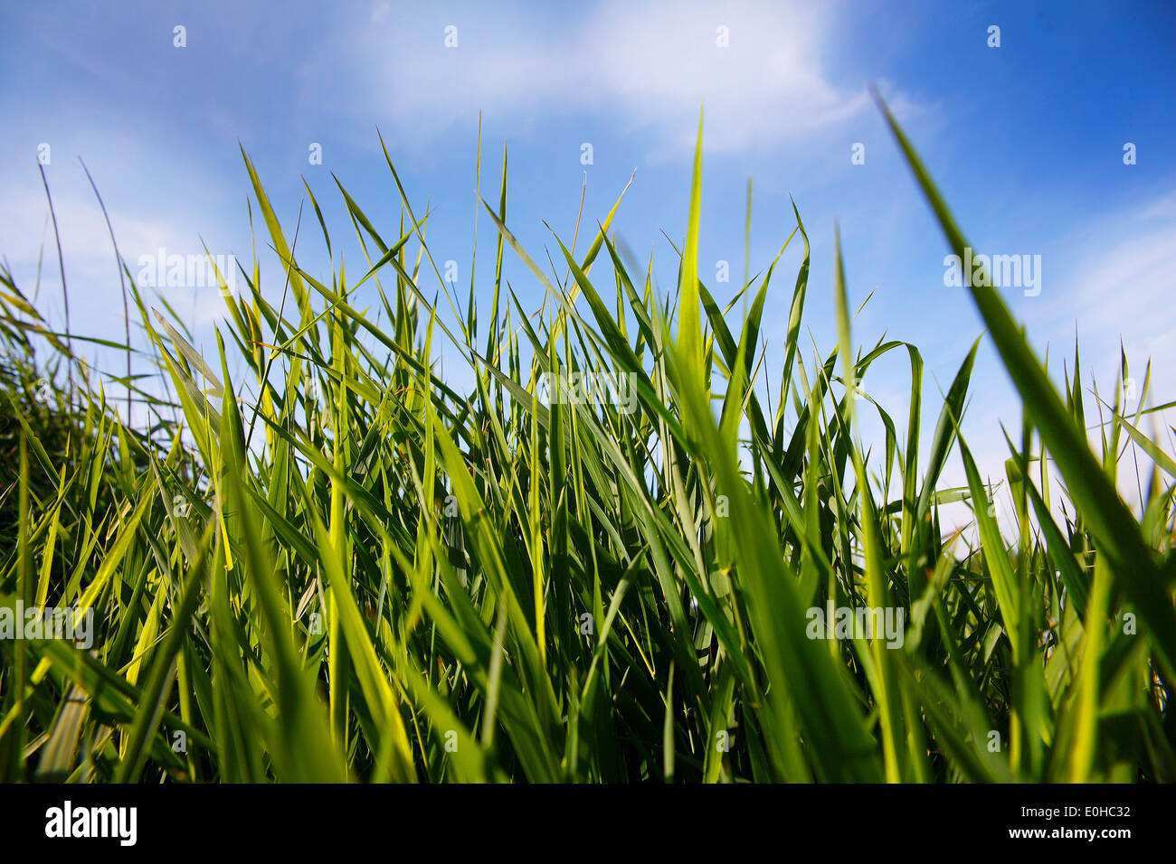 Nahaufnahme des grünen Schilf in der Sonne Stockfoto