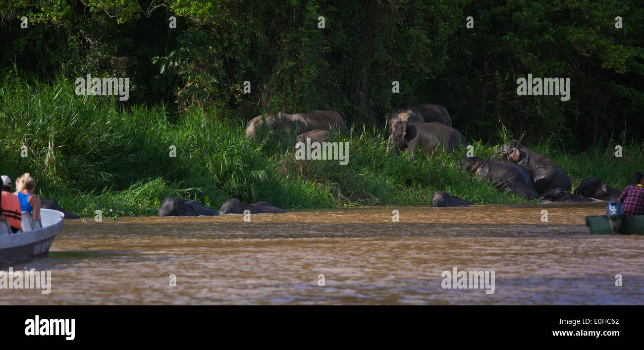Touristen sehen BORNEAN Pygmäen Elefanten in KINABATANGAN RIVER WILDLIFE SANCTUARY - BORNEO Stockfoto