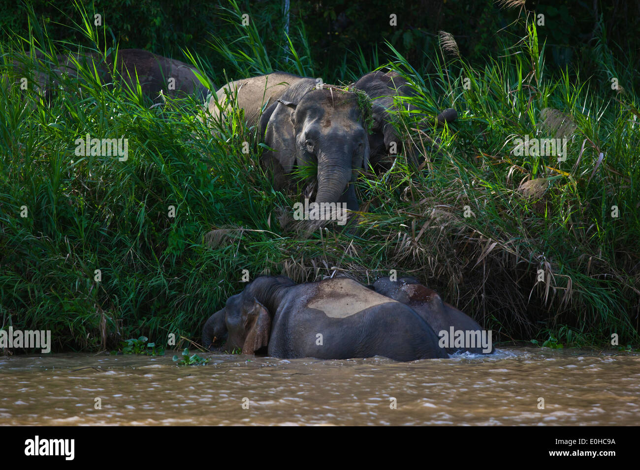 BORNEAN Pygmäen Elefanten entlang des Flusses am KINABATANGAN RIVER WILDLIFE SANCTUARY - BORNEO Stockfoto