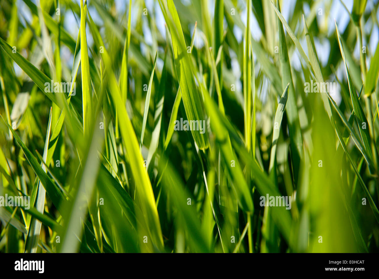 Nahaufnahme des grünen Schilf in der Sonne Stockfoto