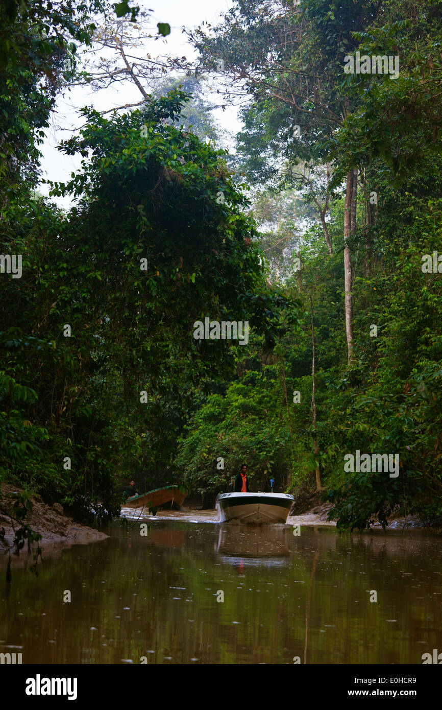 Touristen genießen Sie Safari mit dem Boot in der KINABATANGAN RIVER WILDLIFE SANCTUARY - SABAH, BORNEO Stockfoto
