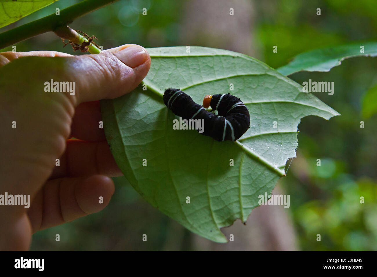 Eine Raupe frisst ein Blatt in den Regenwald der KINABATANGAN RIVER WILDLIFE SANCTUARY - SABAH, Borneo Stockfoto