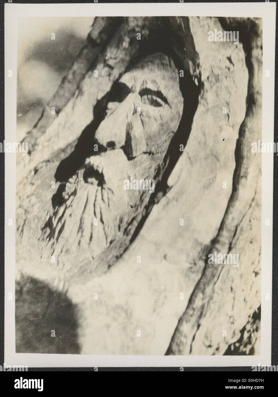 Gesicht-Baum, Burkes Kopf geschnitzt auf einem Baumstamm in der Nähe des Depots, Coopers Creek, Queensland, ca. 1916. Stockfoto