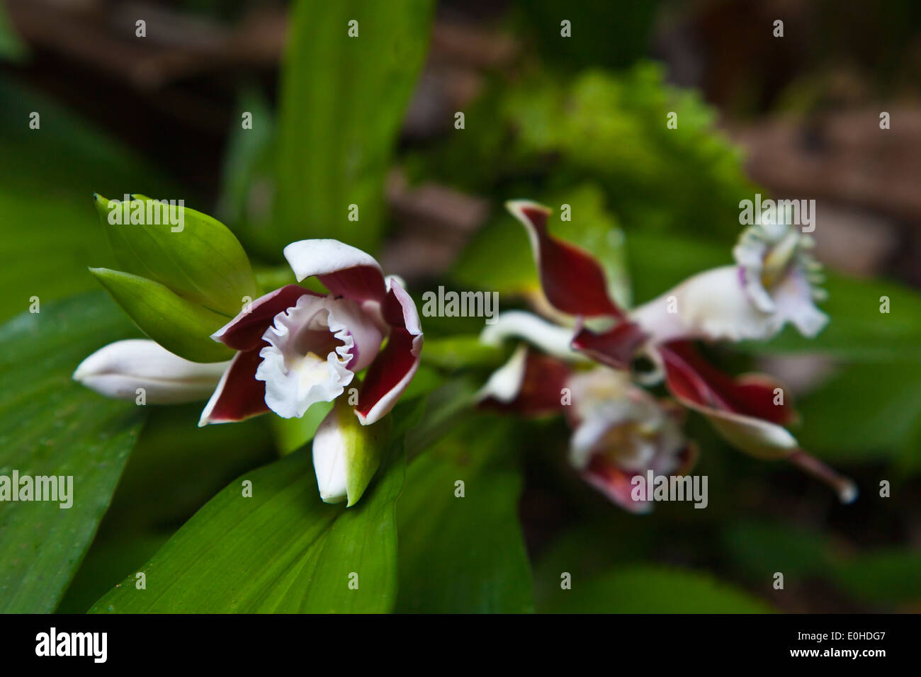 Eine Orchidee in voller Blüte im Botanischen Garten IN KINABALU NATIONAL PARK ist ein UNESCO-Welterbe - SABAH, BORNEO Stockfoto
