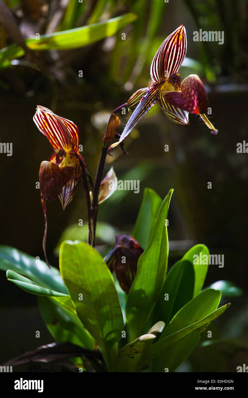 Eine Orchidee in voller Blüte im Botanischen Garten IN KINABALU NATIONAL PARK ist ein UNESCO-Welterbe - SABAH, BORNEO Stockfoto