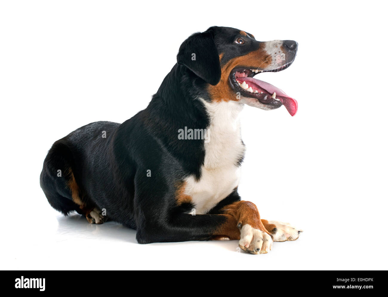 Appenzeller Sennenhund vor weißem Hintergrund Stockfoto