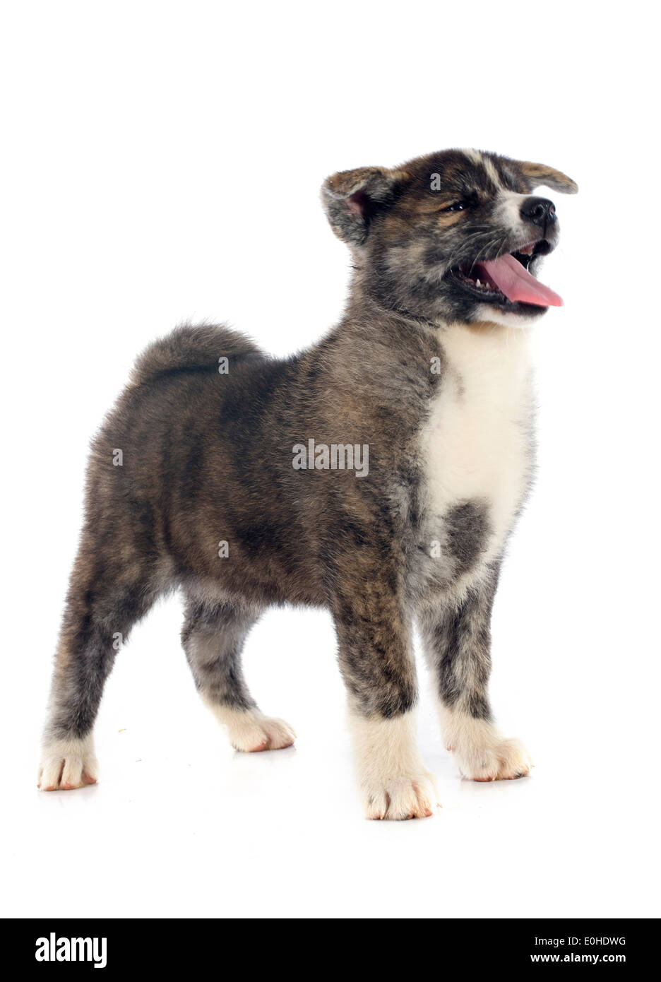 Akita-Inu Welpen vor weißem Hintergrund Stockfoto
