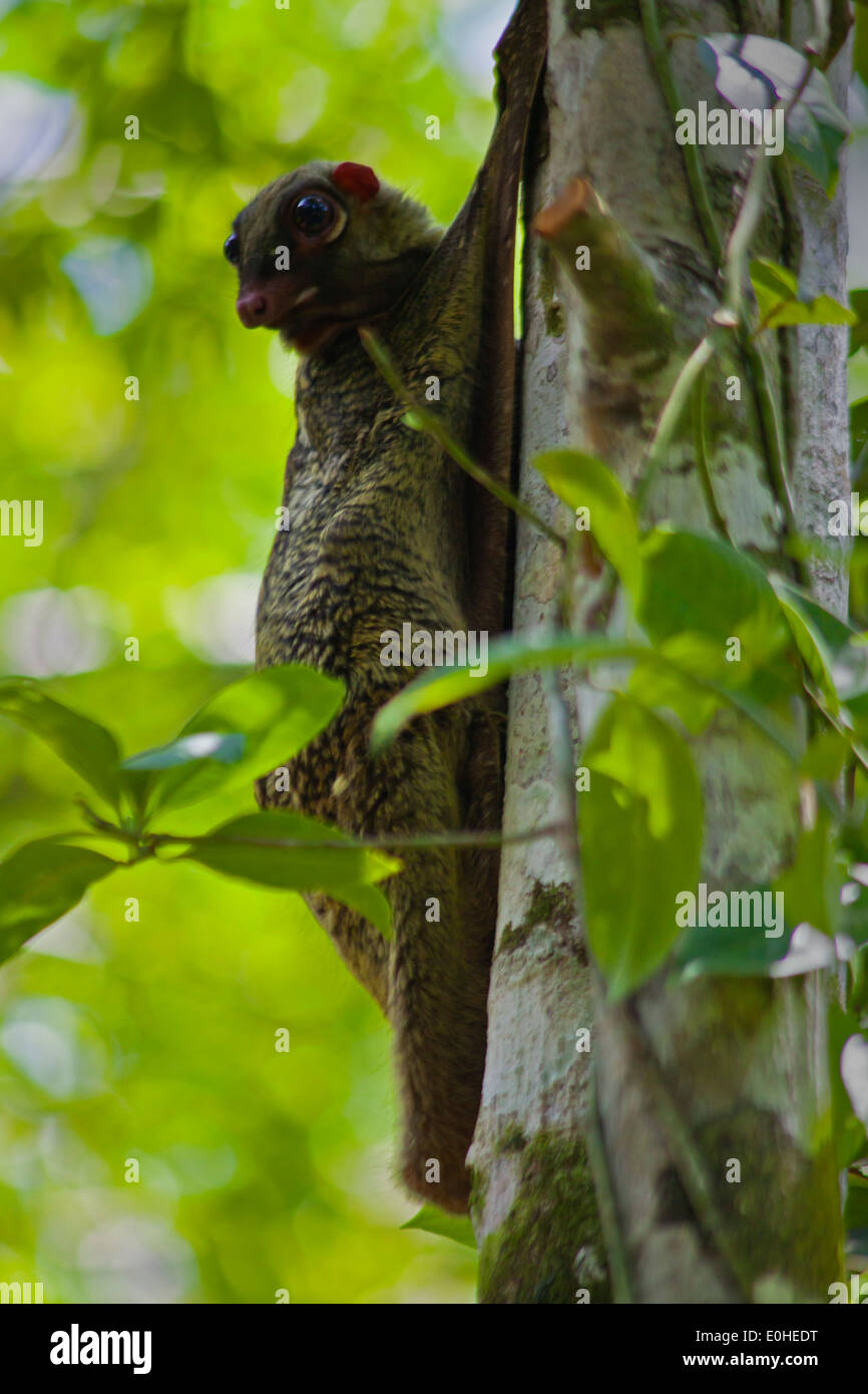 Ein RIESENGLEITER oder Flying Lemur (Galeopterus Variegatus) auf einem Baum im BAKO Nationalpark befindet sich in SARAWAK - BORNEO, Malaysia Stockfoto
