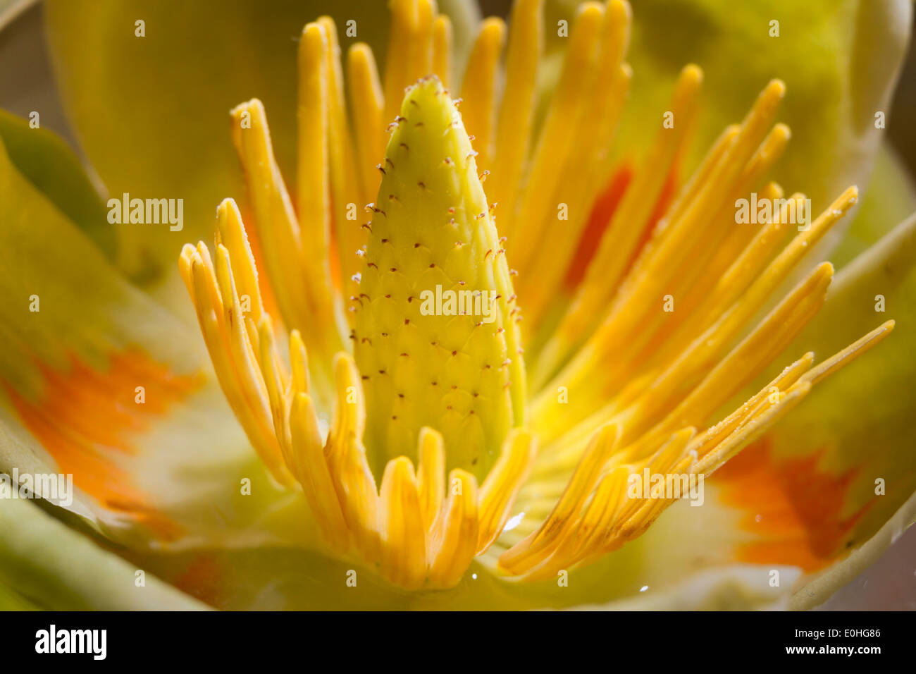 Amerikanischer Tulpenbaum (Liriodendron Tulipifera) Blume, Lilburn, Georgia, USA Stockfoto