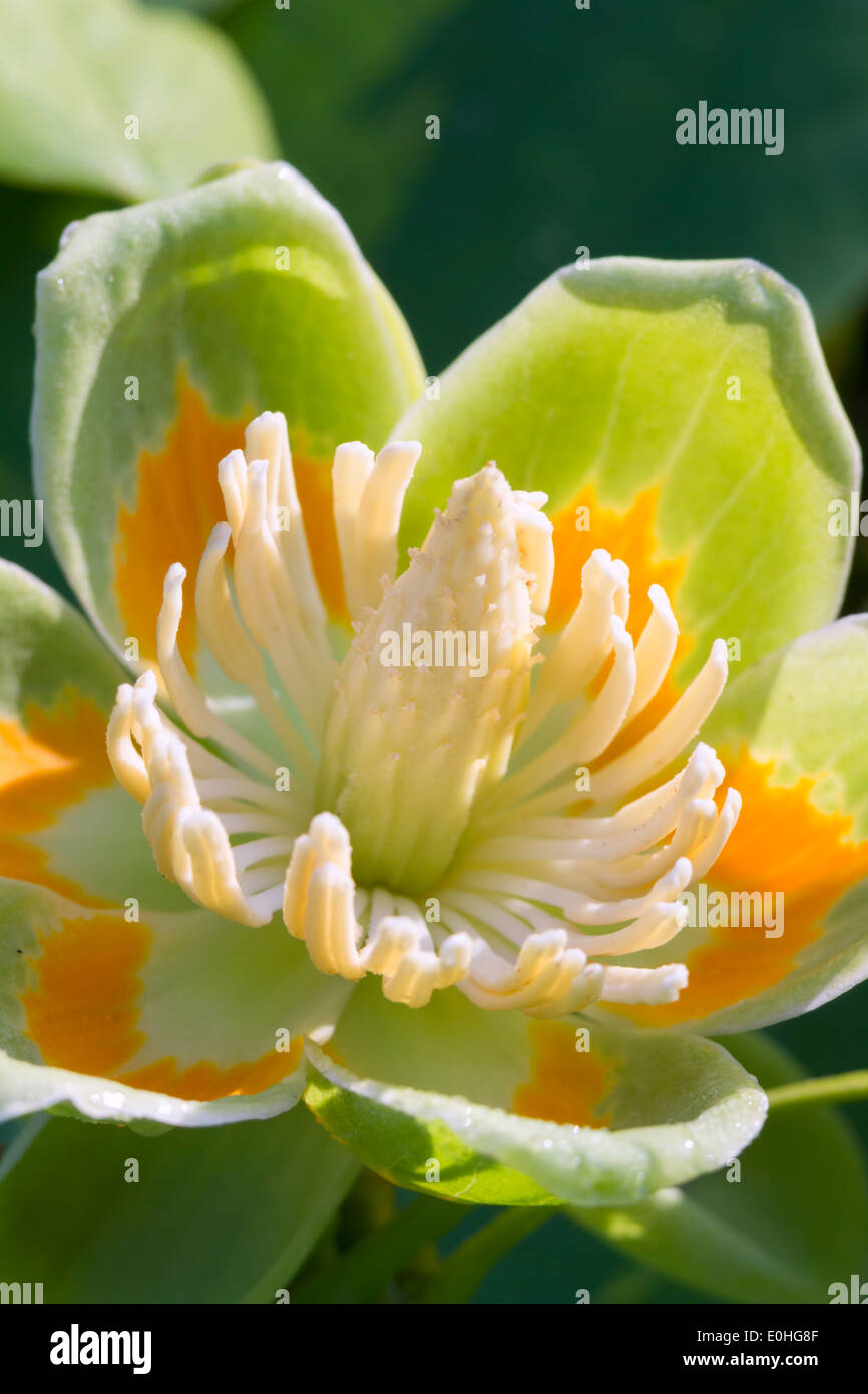 Amerikanischer Tulpenbaum (Liriodendron Tulipifera) Blume, Lilburn, Georgia, USA Stockfoto