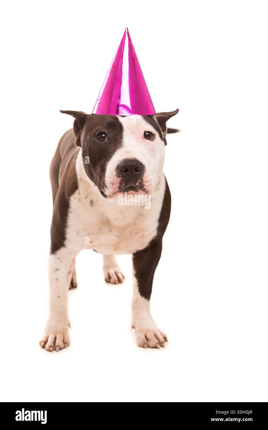 Baby Amerikanischer Staffordshire-Terrier einen festlichen Hut Stockfoto