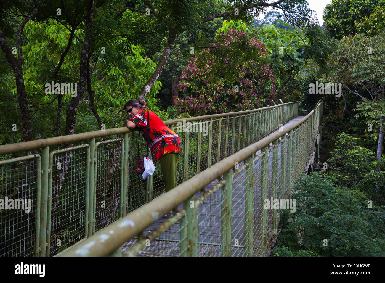 Die ÜBERDACHUNGGEHWEG im Regenwald DISCOVERY CENTER in der KABILI SEPILOK FOREST - SABAH, BORNEO Stockfoto