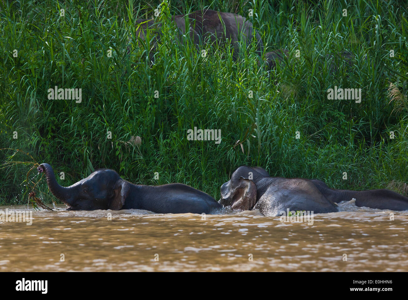 BORNEAN Pygmäen Elefanten essen Grass entlang des Flussufers in KINABATANGAN RIVER SANCTUARY - BORNEO Stockfoto