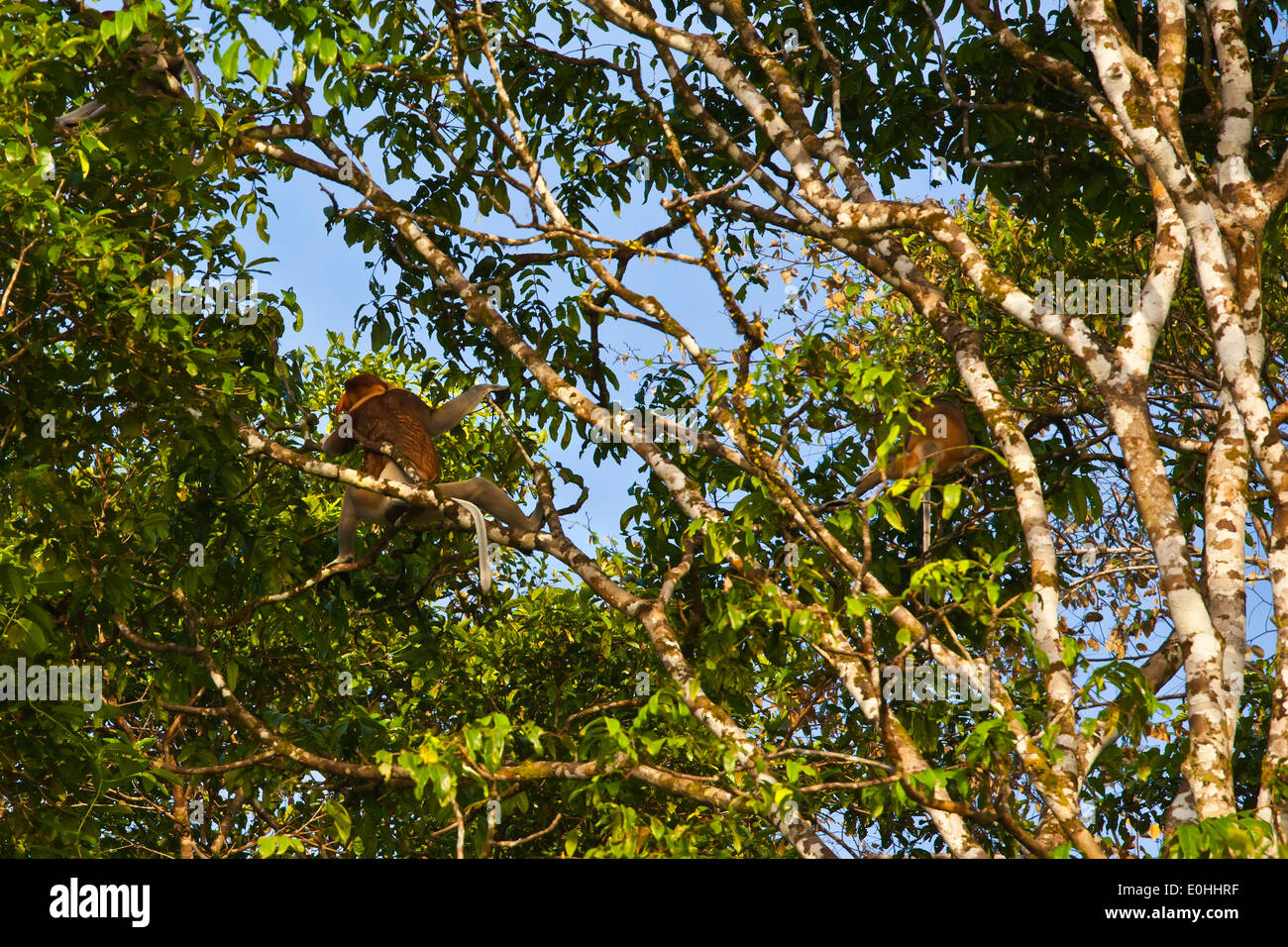 Einen männlichen NASENAFFE gefunden nur in Borneo lebt in der KINABATANGAN RIVER WILDLIFE SANCTUARY - SABAH, BORNEO Stockfoto