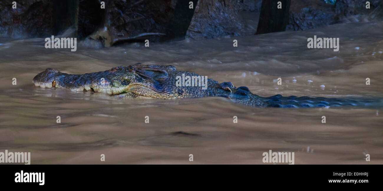 Eine siamesische Krokodil (Crocodylus Siamensis) lebt im Süßwasser auf der KINABATANGAN RIVER WILDLIFE SANCTUARY - SABAH, BORNEO Stockfoto
