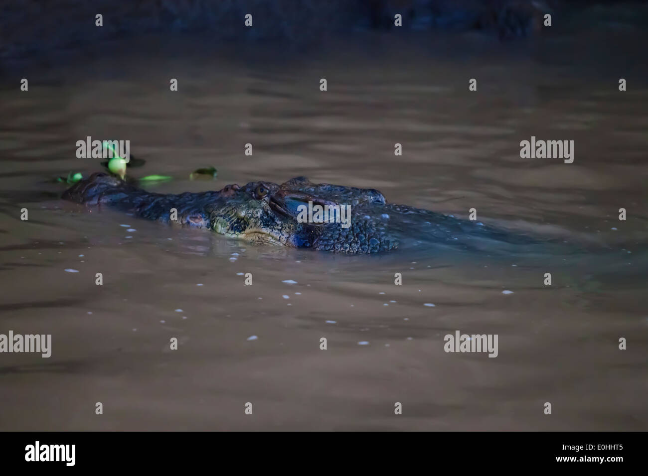 Eine siamesische Krokodil (Crocodylus Siamensis) lebt im Süßwasser auf der KINABATANGAN RIVER WILDLIFE SANCTUARY - SABAH, BORNEO Stockfoto