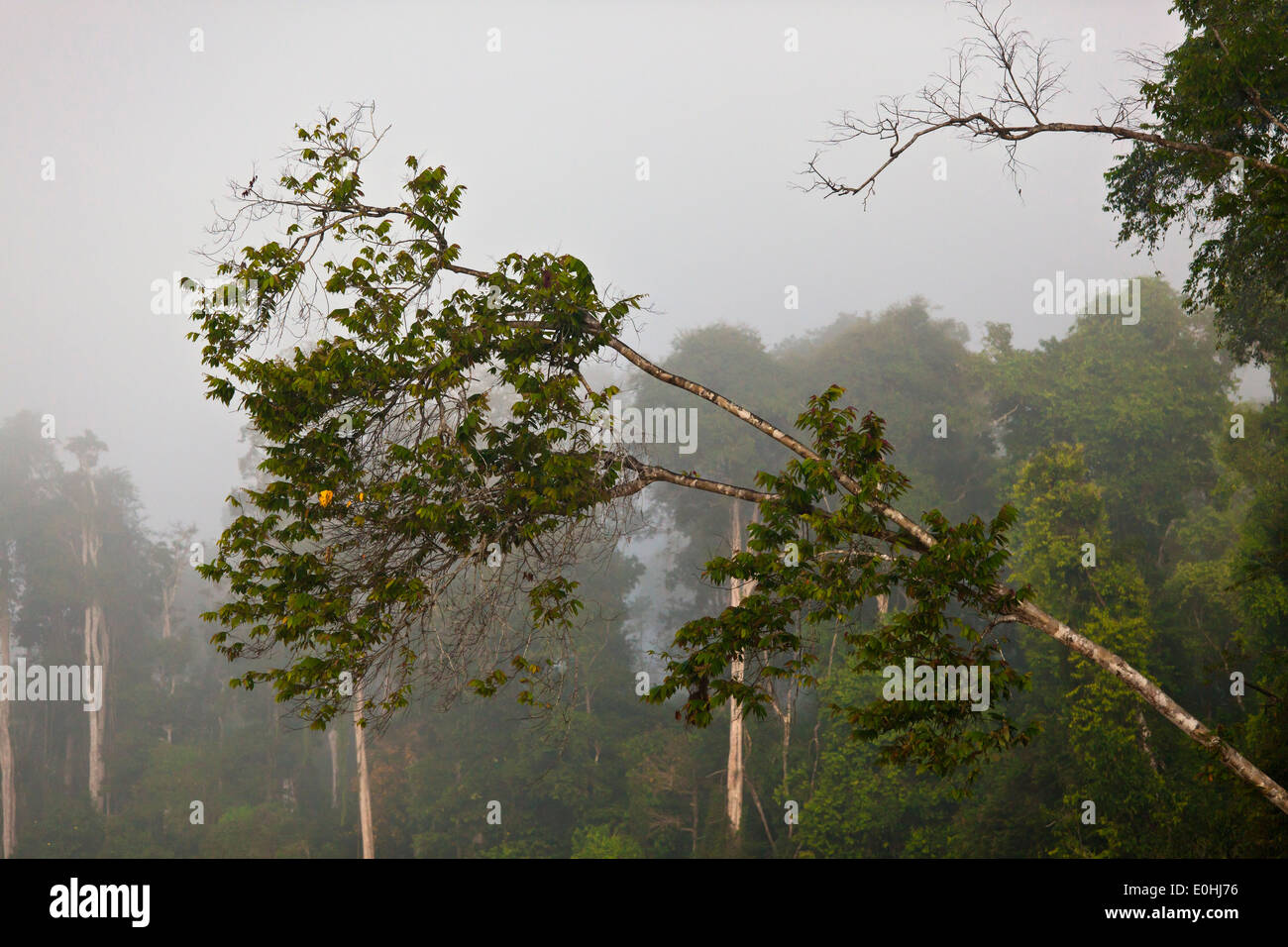 Ein nebeliger Morgen im Regenwald der KINABATANGAN RIVER WILDLIFE SANCTUARY - SABAH, Borneo Stockfoto