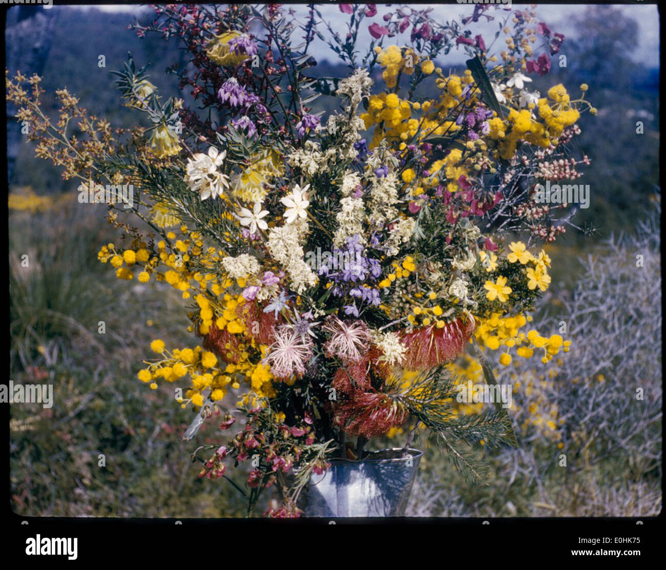 [Bouquet von einheimischen Blumen, 2] [Frank Hurley] Stockfoto