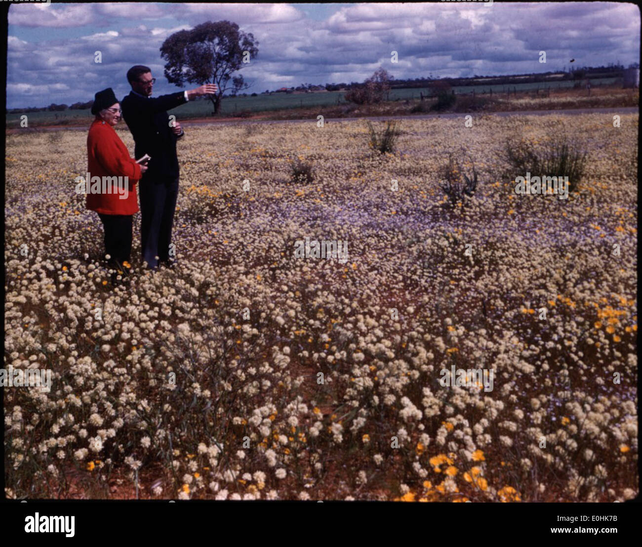 [Wilde Blumen, Western Australia, 16] [Frank Hurley] Stockfoto