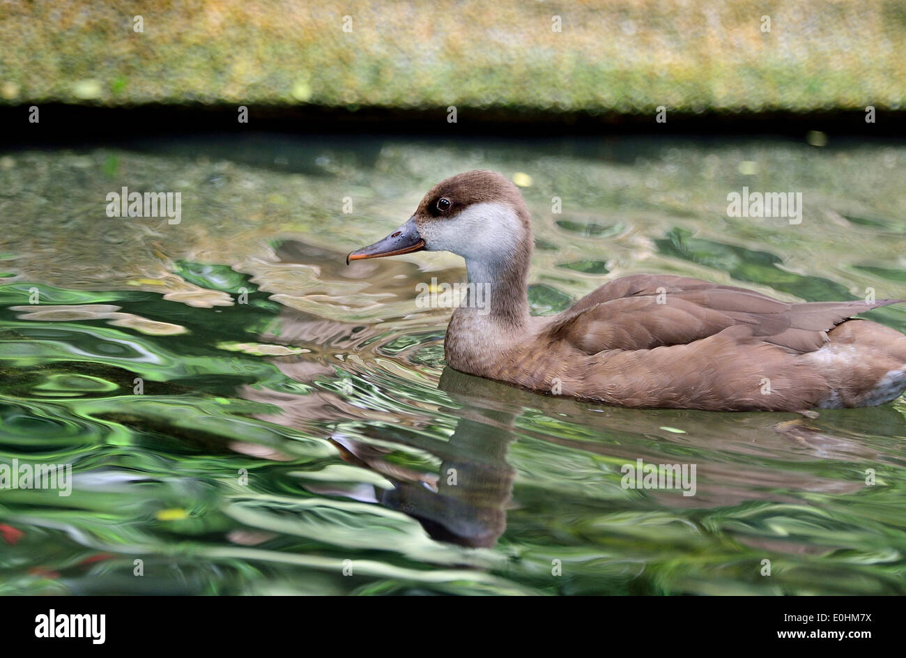 Weibliche rote Crested Tafelenten Stockfoto