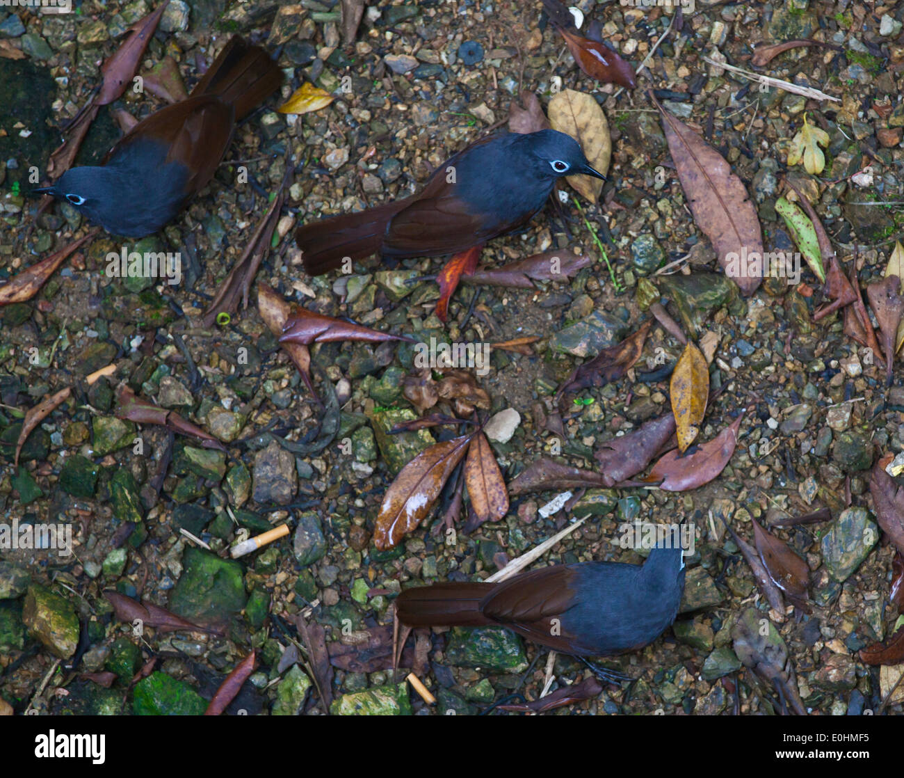 Drei Vögel im MOUNT KINABALU NATIONAL PARK - SABAH, BORNEO Stockfoto