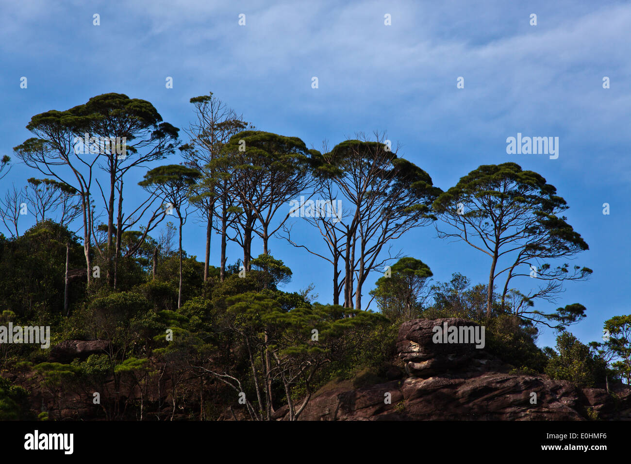 Tropischer Dschungel wächst entlang der Küste im BAKO Nationalpark befindet sich in SARAWAK - BORNEO, MALAYSIA Stockfoto