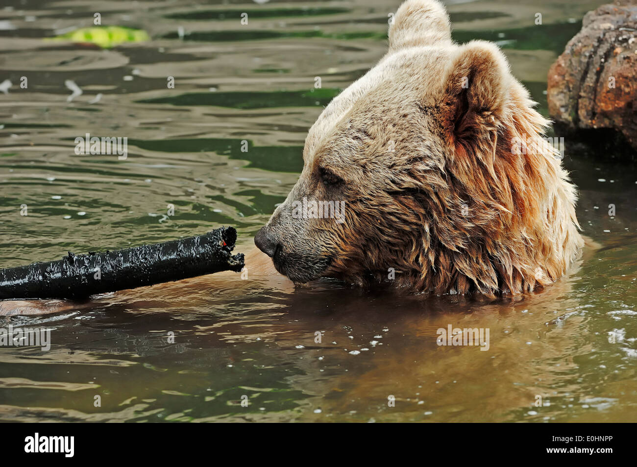Syrischer Braunbär (Ursus Arctos Syriacus) Stockfoto