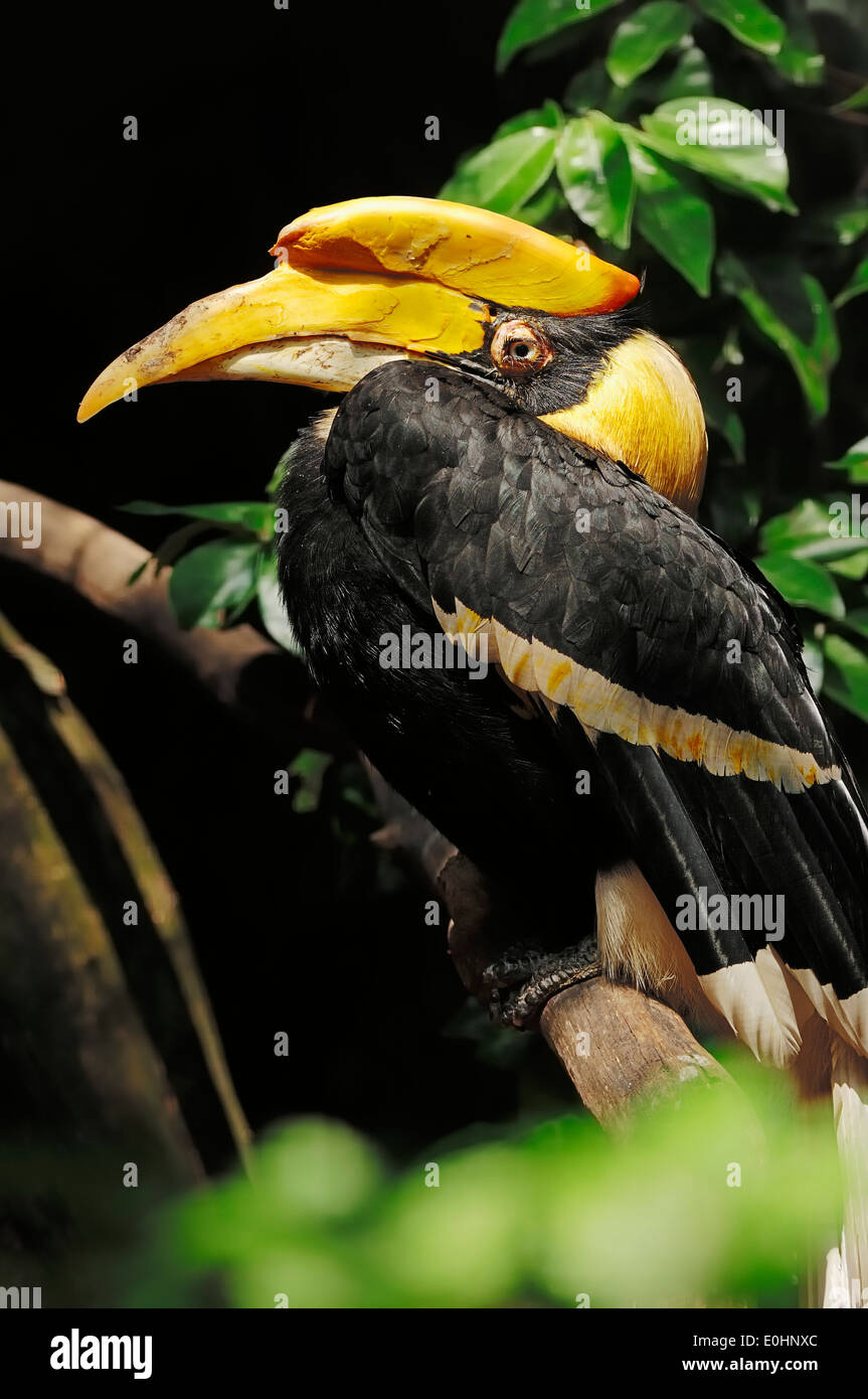 Große indische Hornbill oder große Pied Hornbill (Buceros Bicornis), Weiblich Stockfoto