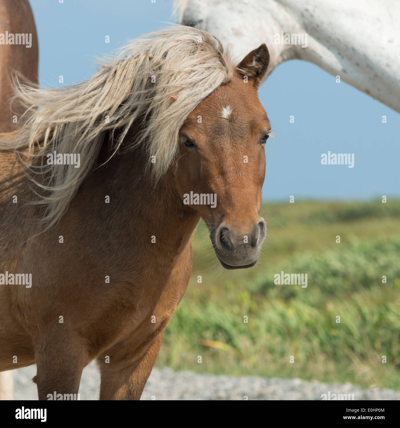Nahaufnahme der Pferde, Bonavista, Bonavista Halbinsel, Neufundland und Labrador, Kanada Stockfoto