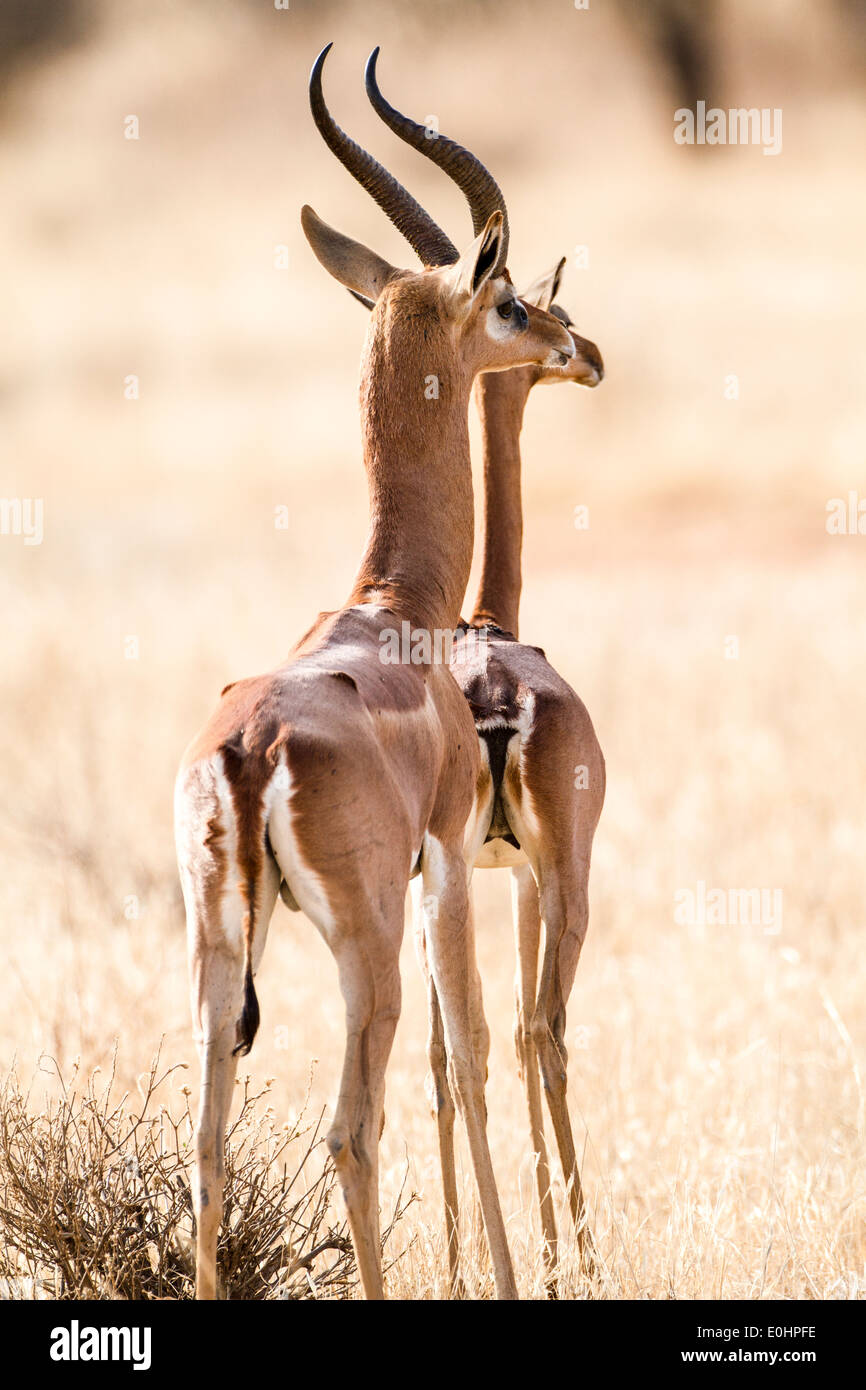 Zwei Gerenuk (Litocranius Walleri) AKA Giraffe Gazelle fotografiert in Samburu National Reserve, Kenia Stockfoto