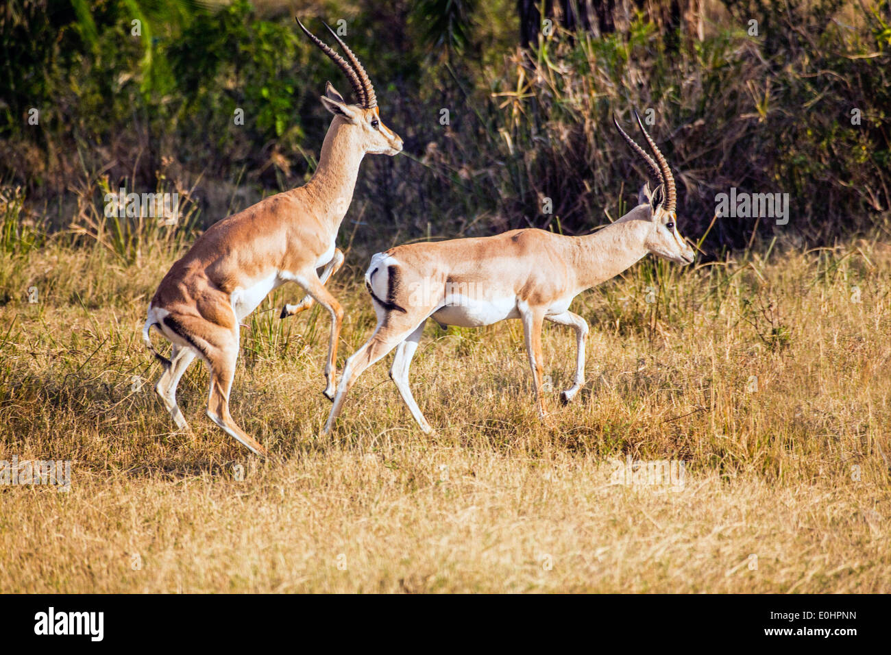 Grant es Gazelle (Nanger Granti). Fotografiert in Tansania Stockfoto