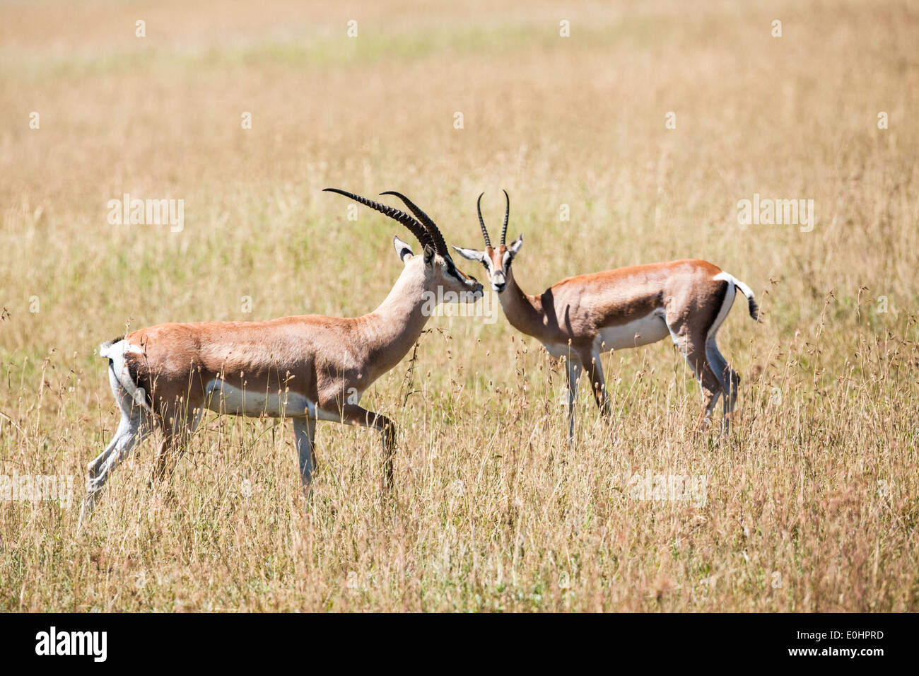 Grant es Gazelle (Nanger Granti). Fotografiert in Tansania Stockfoto