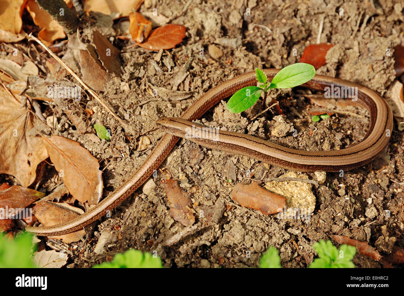 Langsam, Wurm, Slowworm, blinde Wurm, Blindworm (geschiedenen Fragilis), Provence, Südfrankreich Stockfoto