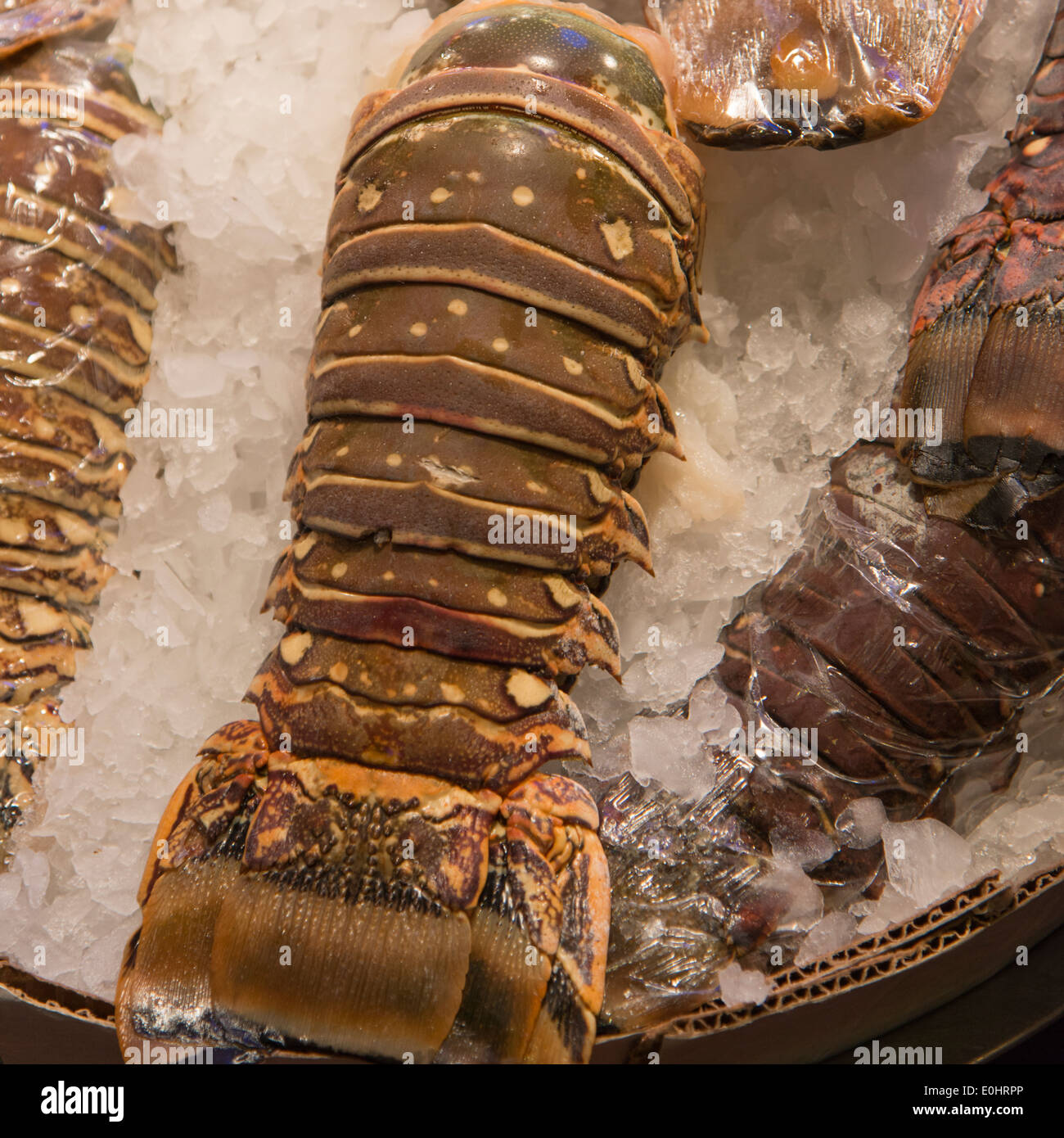 Hummerschwanz auf Eis in einem Markt Stall, Pike Place Market, Seattle, Washington State, USA Stockfoto